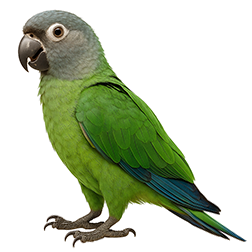 Dusky-headed Conure